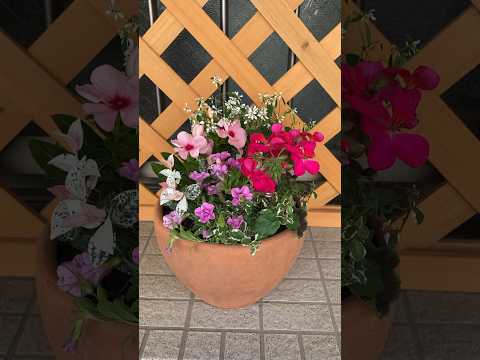 どの植物を多年生のゼラニウムと関連付けるべきか 壮大な組成物は屋内で越冬することができます 適切なケア