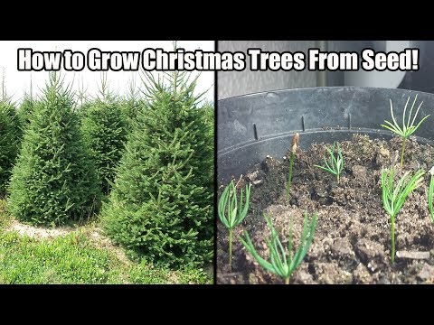 How To Grow A Christmas Tree From Seed-How to Grow Norway Spruce/Blue Spruce From Seed