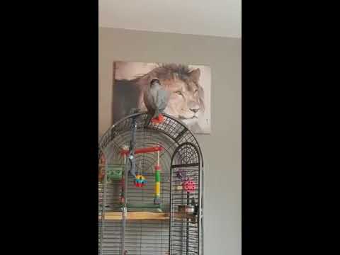 Stevie telling the big bird to fucking pack it in you big poof!