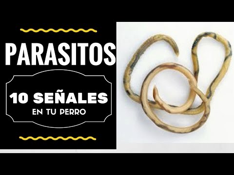 Como Saber si mi Perro Tiene Parasitos - 10 Claves para Saberlo Rapidamente