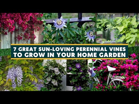 7 Great Sun Loving Perennial Vines to Grow 🌸🌹
