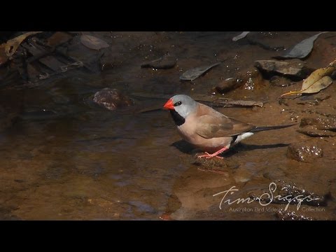 Amadinka dlhochvostá (Poephila acuticauda) — Long-tailed Finch vo voľnej prírode severnej Austrálie, kontaktné volanie, hľadanie potravy v trávnatej savane