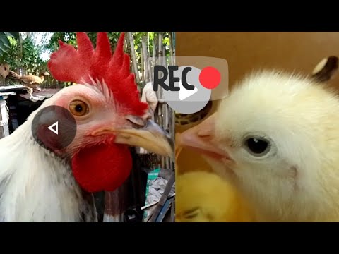 pumpkin grey and regular grey crosses (pumpkin grey x regular grey (mestisong manok)5to6 months old