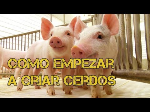, title : 'Como empezar a criar cerdos sencillos pasos - Luis Alberto'