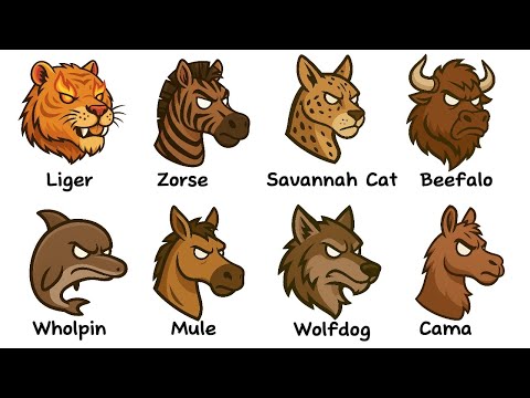 Every Strange Hybrid Animal Explained In 6 Minutes