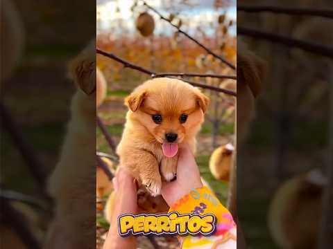 IMAGINA que ESTÁS en el ÁRBOL de PERRITOS, Cuál ELIGES para TI? 😍