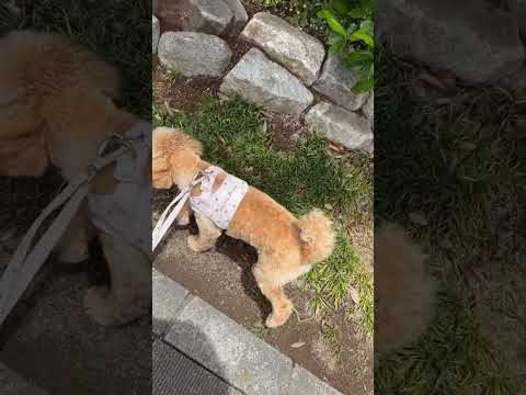 経営学科 草花の匂いを嗅ぎたいトイプードル9ヶ月 #toypoodle #puppy #トイプードル
