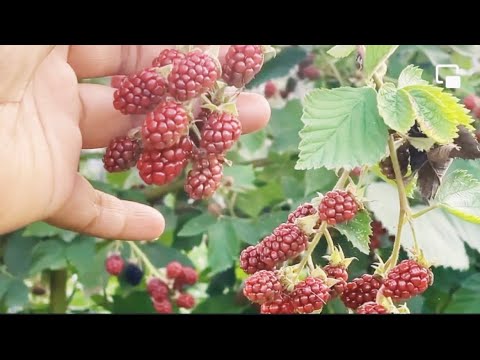 Red Berry ! Blackberries ! Berry ! বেরি ফল গাছ ! বেরি ফল, ব্লাকবেরি ! Fardina Youtuber ! Red Berries