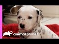 Fireman Becomes New Owner Of A Lovable Dalmatian Too Cute
