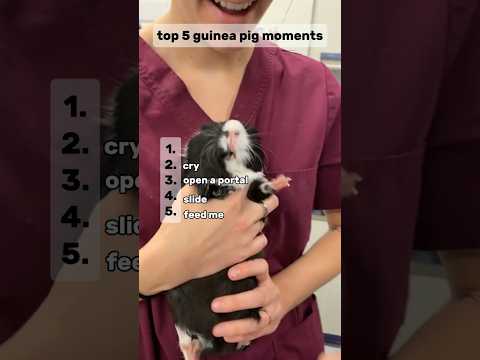top 5. guinea pig moments #shorts
