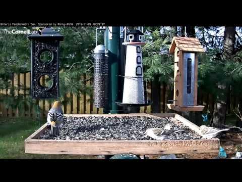 First Common Redpolls on Ontario FeederWatch Cam - Nov. 9, 2016