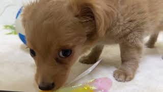 ハーフ犬の動画01