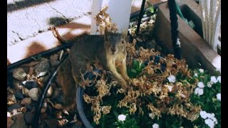 Laura Veirs' Icebound Stream (but with a squirrel called Maryetta)