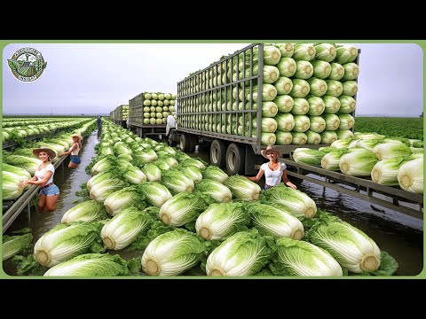 Modern Agriculture Machines on Another Level - Farmers Harvest Record-Breaking Billion Tons of Food