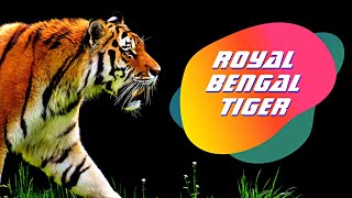Royal Bengal Tiger Sundarban | Facts About Bengal Tiger | Sundarban | National Animal Of India