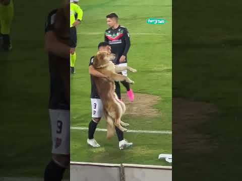 😭 Pitch invasion #shorts