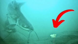 How Stocked Catfish React to Your Bait Underwater! (Surprising)