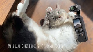Meet Sir Earl Grey & His Backyard Buddies | Filmed with Dji Osmo Pocket 3