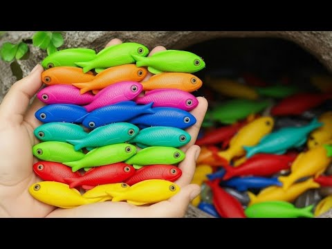 Pond Treasure Hunting: Catching Betta, Discus, and Rare Frogs!