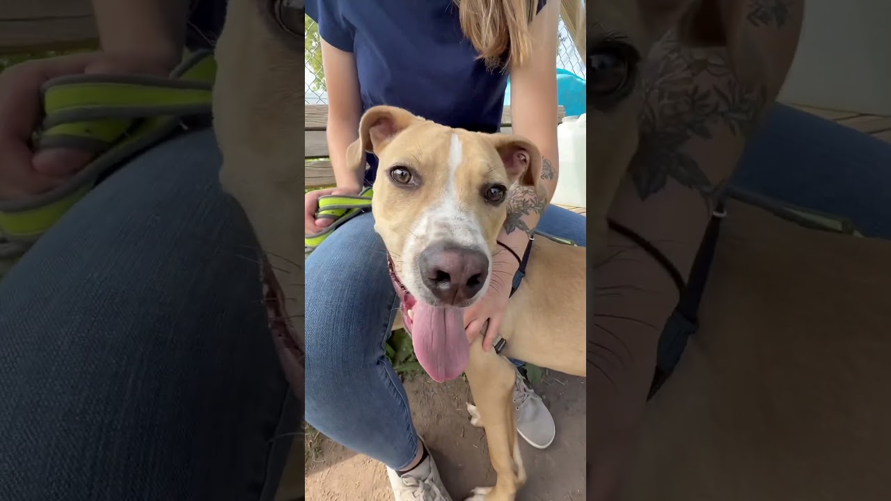 Enlarge Hoagie, a Adoptable Mixed Breed in Oshkosh, WI video 6/6