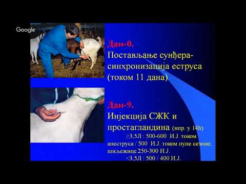 Dan Kozara   Aleksandar Milovanović