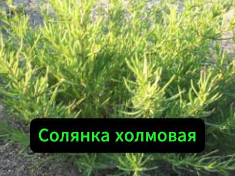 Солянка трава (1 кг) - фото 1 - id-p2816283044