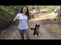 Pharrell Williams - Happy ( Happy Border Collie ...