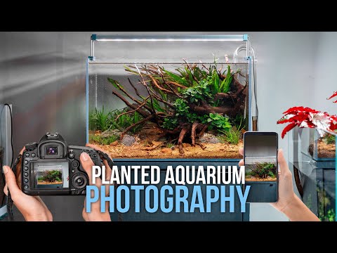 How to Take Quality Photos of Your Planted Aquarium (Tips for Camera/Phone Photography)