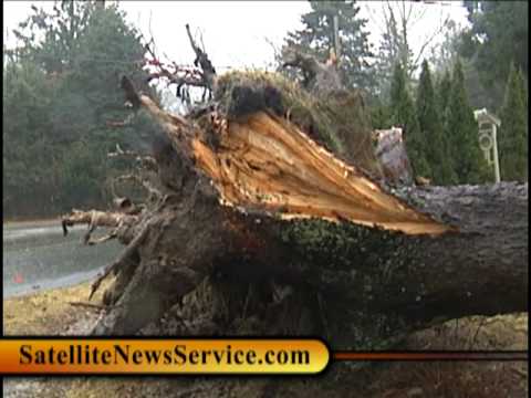 BOURNE, MA- Large Tree Down as Nor'easter Blasts Region (03-14-10)