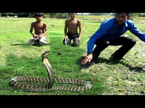 Wow! Brave Boys Catch Village Snake In Jungle - How To Catch Village Snake In My Village