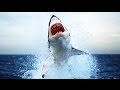Самые опасные акулы,National Geographic 