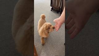 今日もパパの見送りをする犬 #トイプードル #日常vlog #元気お届け #犬のいる生活 #愛犬 #癒し