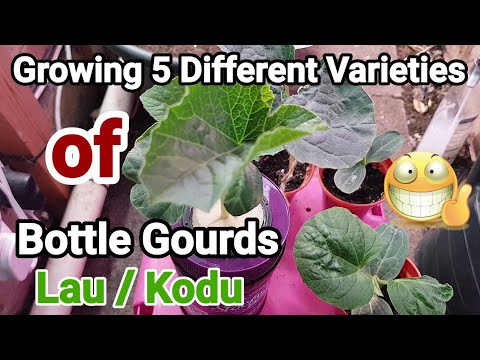 Growing 5 Different Varieties of Bottle Gourds 1 in Water 4 in Soil|Shokher Bagan 2021 UK Oldham
