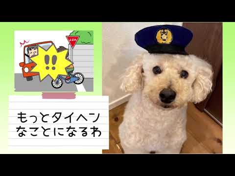 ワンワンU・x・Uお悩み相談室7️⃣3️⃣〜#鯖江市「ちゃまるくん」#自転車乗る時はヘルメット着用⛑