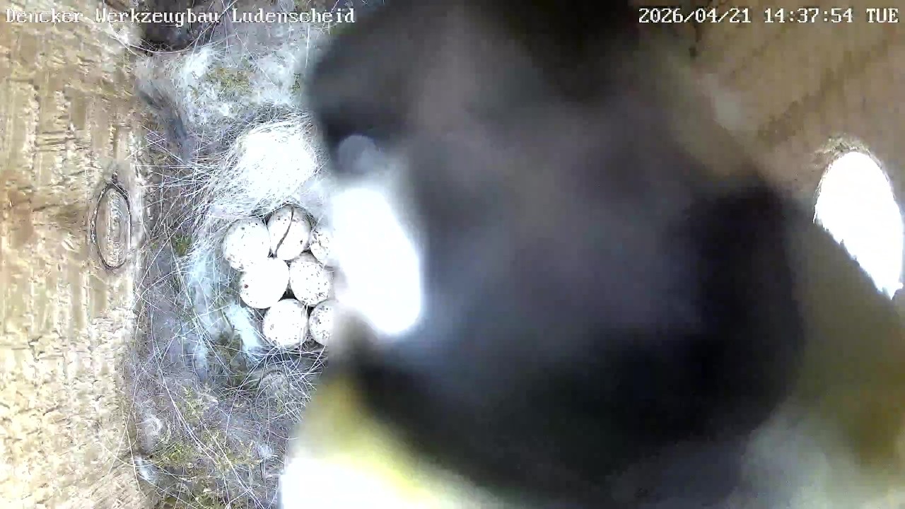 11 Eier bei den Blaumeisen, Gagafizierungen und Fütterung im Nest | 21.04.2026
