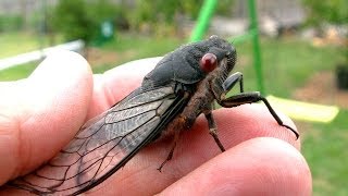 Cicada Saved From Bird Attack