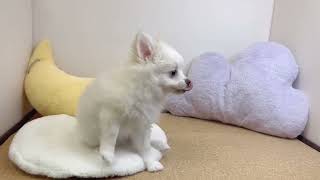 ハーフ犬の動画01