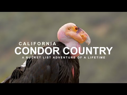 CONDOR COUNTRY - A Bucket-List Adventure of a Lifetime