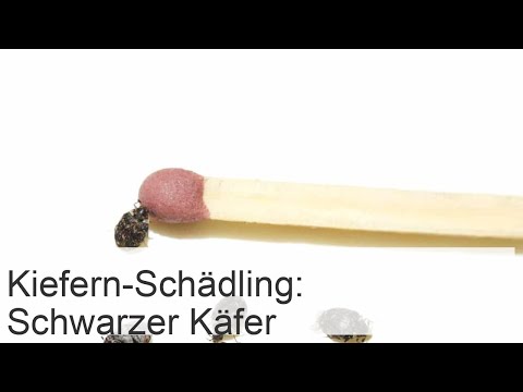 Schwarze Schnurrbartkäfer sind gefährliche Schädlinge an Kiefernnadeln