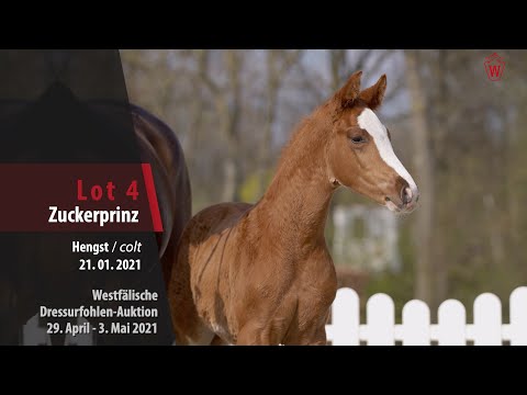 Westfälische Dressurfohlen-Auktion Lot 4 Zuckerprinz HF v. Zoom - Fürst Grandios