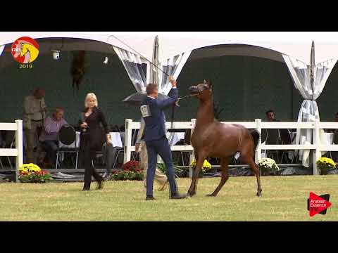 N.17 ELR FERDINAND - ELRAN CUP 2019 - Yearling Colts (Class 4)