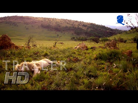Trailer-Vorschau: Der weiße Löwe