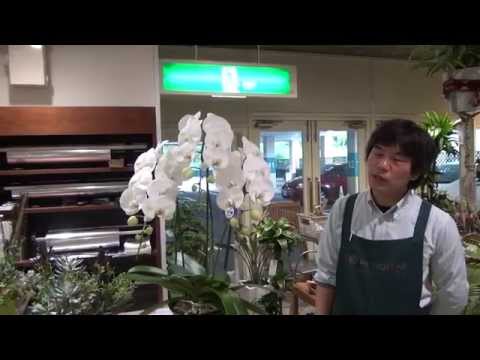 蘭のメンテナンスの間違いを避けるにはどうすればよいですか?それを修正するための7つのヒントは次のとおりです  庭園