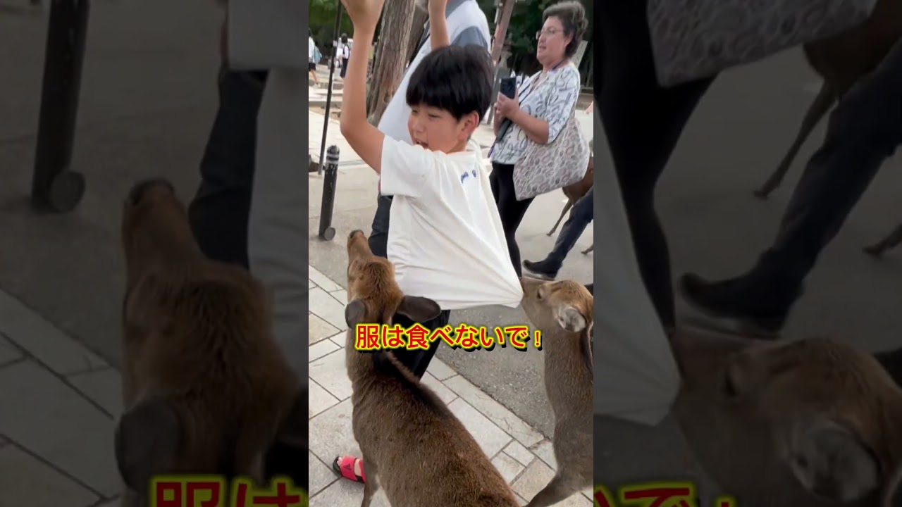 奈良公園で鹿せんべい買った瞬間に終わった#shorts