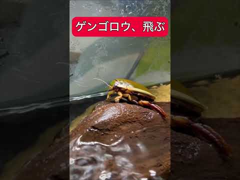 園芸 ゲンゴロウ、池の無慈悲な狩人