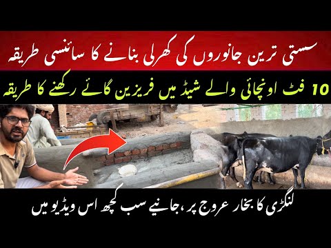 Susti janwaro ki khurli II Best susta shed for Friesien cows II Heat stress management