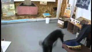 &quot;Dancing on your tears&quot; by HANDS &amp; KNEES