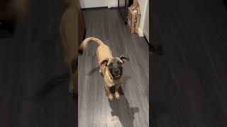 Video preview image #1 Pug-Unknown Mix Puppy For Sale in Dumont, NJ, USA