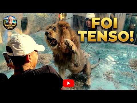 Thumbnail de Do zoo a BioParque: mudanças, comparações e um susto!