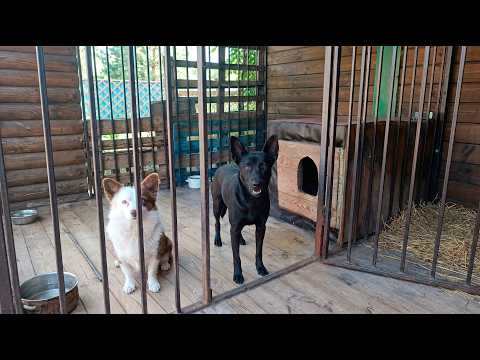 SAVE UKRAINIAN STRANDED PETS